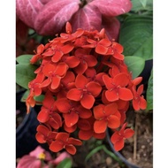 🌺 Anak pokok Ixora Merah jenis daun kecil (dalam polybag)