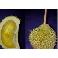 ANAK POKOK DURIAN D186 NASI KUNYIT TERENGGANU