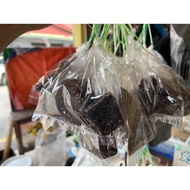 Kemenyan Hitam Kemenyan Putih Asli Borneo
