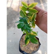 Eugenia Uniflora Variegated (Surinam Cherry)