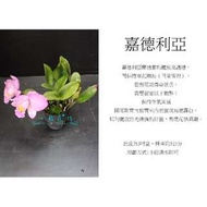 心栽花坊-嘉德利亞蘭/蘭花/拖鞋蘭/蝴蝶蘭/原生蘭/售價140特價120