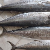 ikan tenggiri segar utuh/1kg