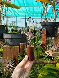 懸掛植物-空氣鳳梨   植物 盆栽