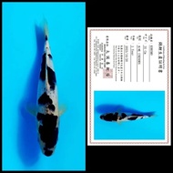 Ikan Koi Import / Rumah Koi Jakarta / kode 007