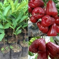 bibit jambu air citra tabulampot