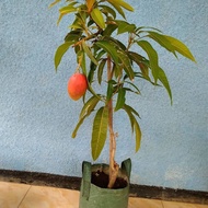 KWALITAS TERBAIK Bibit Tanaman Buah Mangga Gedong Gincu Super Indramayu Cepat Buah Hasil Okulasi Set