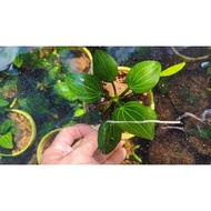 Echinodorus iguazu betel 2009 small size - betel 09 aquatic plants quite rare and easy to grow