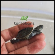 Promo Diamondback Terrapin Centrata Turtle - Kura Air Dbt Centrata Terlaris|Best Seller