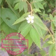 Anak Pokok Ceri Kampung