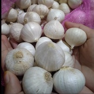 Bawang Putih tunggal premium / bawang Lanang Besar kemasan 500grm dan 1kg