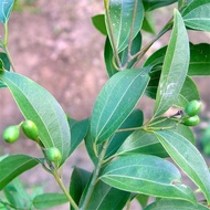 ❃1PCS Bay Leaf Seeds Laurel Plant Bayleaf Tree Seeds