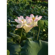 [Amusement Park Jingmeng] Bowl Lotus Utopia-Huge Aquatic Courtyard Potted Pool Plant Ornamental Lotu