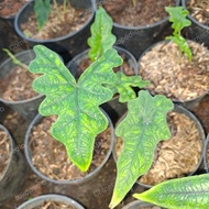 READY!! BANTING HARGA ALOCASIA JACKLYN S