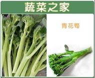 日本西蘭花苗種子