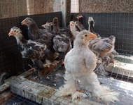 Ayam brahma blue usia 1 bulan up  real foto dan vidio  Berkualitas