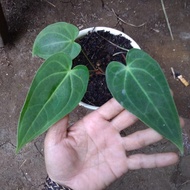 anakan kuping gajah kelelawar kalong anthurium lidah panjang