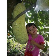 Pokok Cempedak King Hybrid