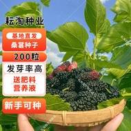 Yuntao Mulberry Seeds Large Leaf Mulberry Seed Mulberry Seeds Mulberry Leaves Can Be Used as Silkworm Feed Mulberry