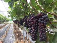 CÂY NHO GIỐNG HẠ ĐEN CHUẨN F1 SIÊU TRÁI KHÔNG HẠT ✔ Cây giống dễ trồng dễ chăm sóc phù hợp khí hậu