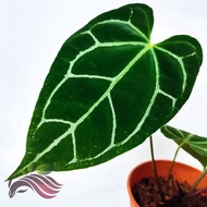 [Rare Plant] Anthurium Crystallinum Dark Form by LS Group