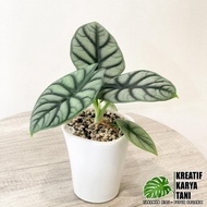 Tanaman hias alocasia dragon silver - Alocasia silver dragon RR