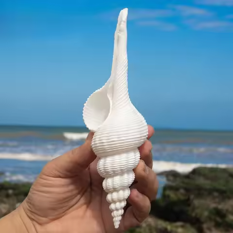 Natural Conch Shell Long White Spiral Snail Fish Tank Landscaping Home Decoration Ornaments Photogra