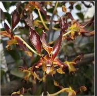 Anggrek Dendrobium Rinjani Remaja Mini