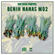 BENIH NANAS MD2 BERKUALITI (1 POKOK)