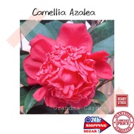 (GG real plant) camellia azalea big Pokok hidup hiasan rumah live outdoor plant tumbuhan kebun bunga