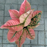 Aglonema Ruby Kura Aglaonema Turtle Ruby Size Large