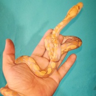 ular albino retic