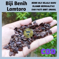 15gram Biji Benih LAMTORO petai cina KEMLANDINGAN petai selong