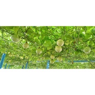 黄金巴拿马百香果Panama golden passion fruit(fresh harvested direct from farm)