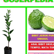 RESMI!!! BIBIT JERUK PURUT POHON JERUK PURUT BIBIT TAN JERUK PURUT