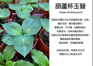 心栽花坊-葫蘆杯玉簪Abiqua drinking gour/5吋盆/觀葉植物/室內植物/綠化植物/售價350特價300