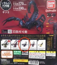 昆蟲大圖鑑 , 昆蟲扭蛋 , 劇毒 蠍子 , (必中3 號- 黑色) 掌動  扭蛋 , 擺設 , bandai , 全套 / 散放