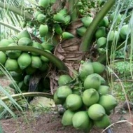 bibit kelapa hibrida batang besar,batok besar
