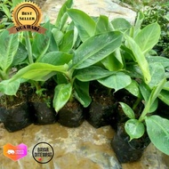 Bibit Pisang Uli-Pohon Pisang Uli Super