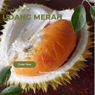 Anak Pokok Durian Udang Merah