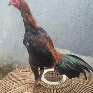 jual ayam jenis Bangkok pakhoy (remaja)