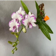 Termurah Tanaman Hias Anggrek Dendrobium Enobi-Anggrek Dendrobium