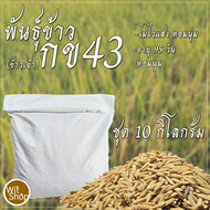 พันธุ์ข้าวกข43ขำไปทดลองหรือขยายชุด10กิโลกรัม