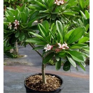 80 TO 100 CM TALL FRANGIPANI PLANTS WITH ROOTS . PROMOTION: FOC EXTRA 3 STEMS WITHOUT ROOTS