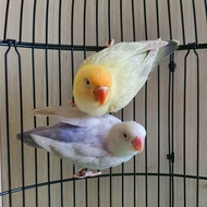 lovebird Pf vio x PB Pf euwing