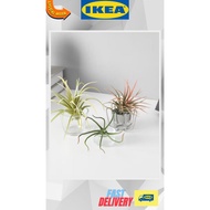 [NEW] IKEA FEJKA Artificial plant, set of 3, air plant ☘️ (realistic) ✨