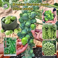 20pcs/pack High Yield Brussel Sprout Seeds for Planting - 100% Organic Brussels Sprouts Vegetables S