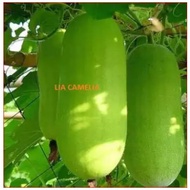 Wax Gourd SEED / BIJI BENIH LABU KUNDUR
