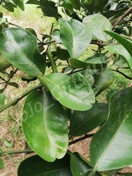 Fresh Pomelo Leaves/Daun Limau Bali Segar/新鲜柚子叶