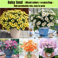 150 Seeds Color Mixing Bonsai Daisy Seeds Butter Daisy Flower Seeds for Planting Flowering Plants Se