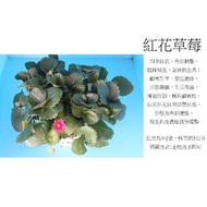 心栽花坊-紅花草莓/5吋/水果苗/售價200特價180